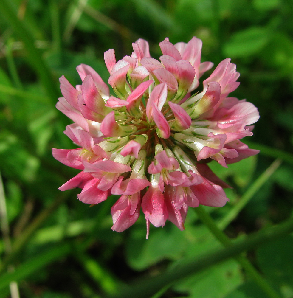 Image of Trifolium hybridum specimen.