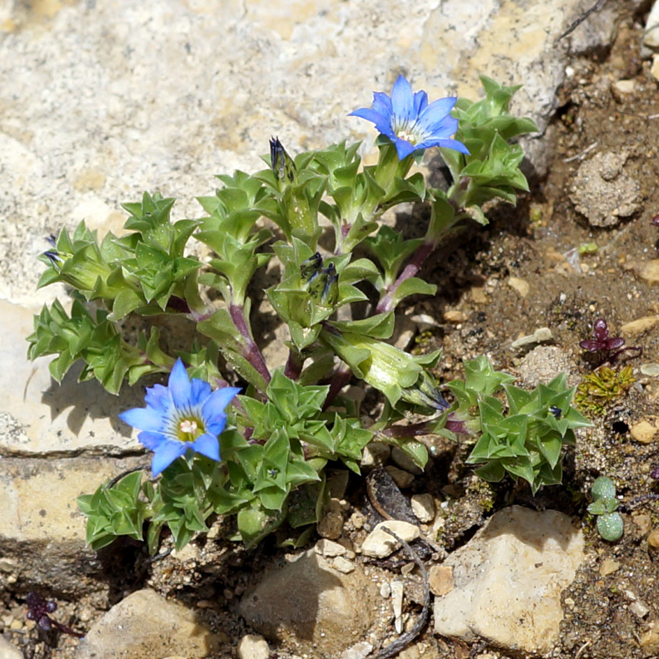 Image of Gentiana squarrosa specimen.