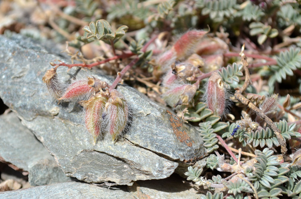 Image of genus Oxytropis specimen.