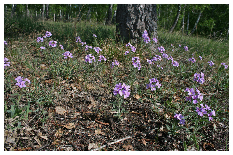 Image of Clausia aprica specimen.