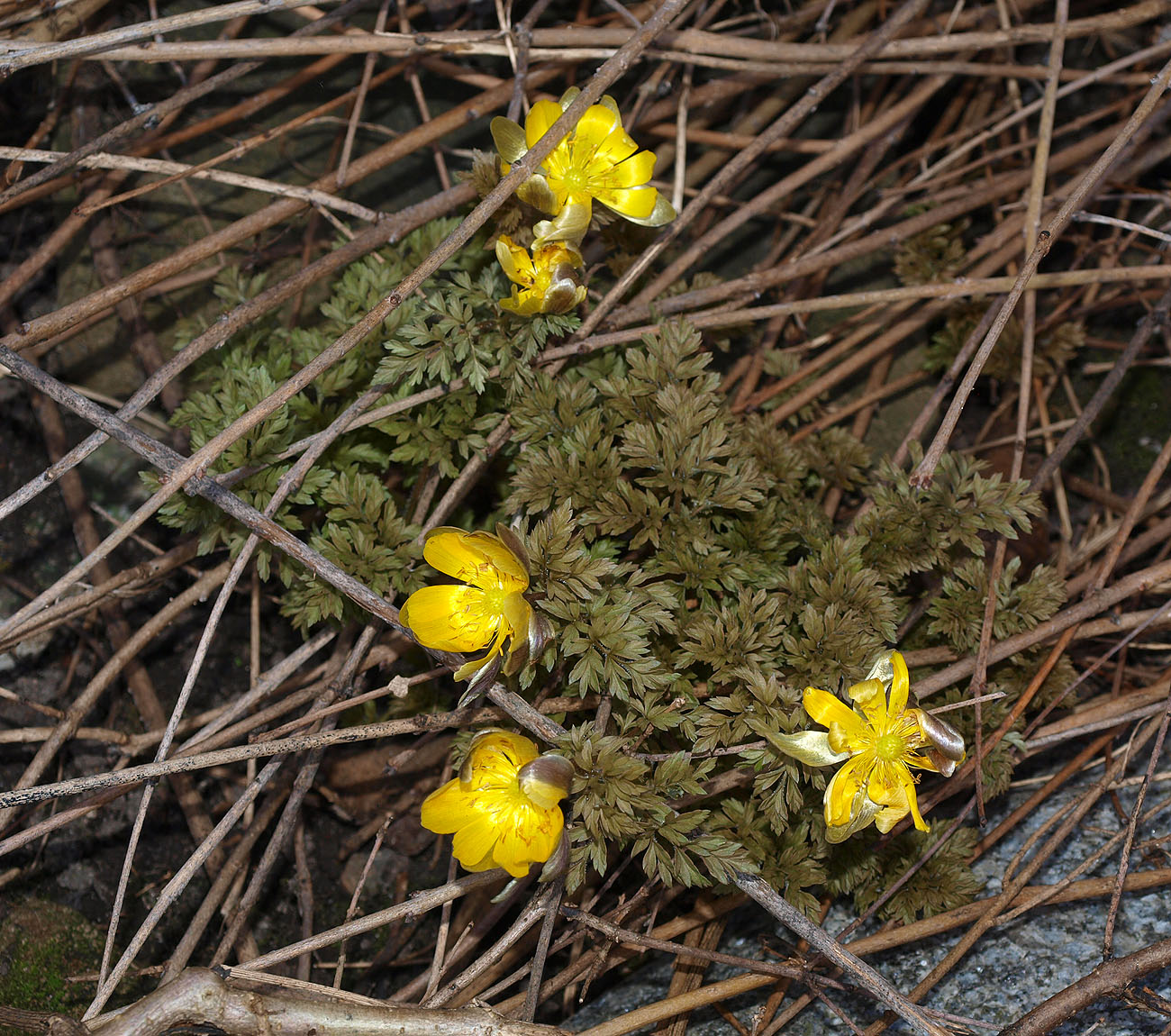 Image of Adonis amurensis specimen.