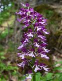 Orchis purpurea subspecies caucasica