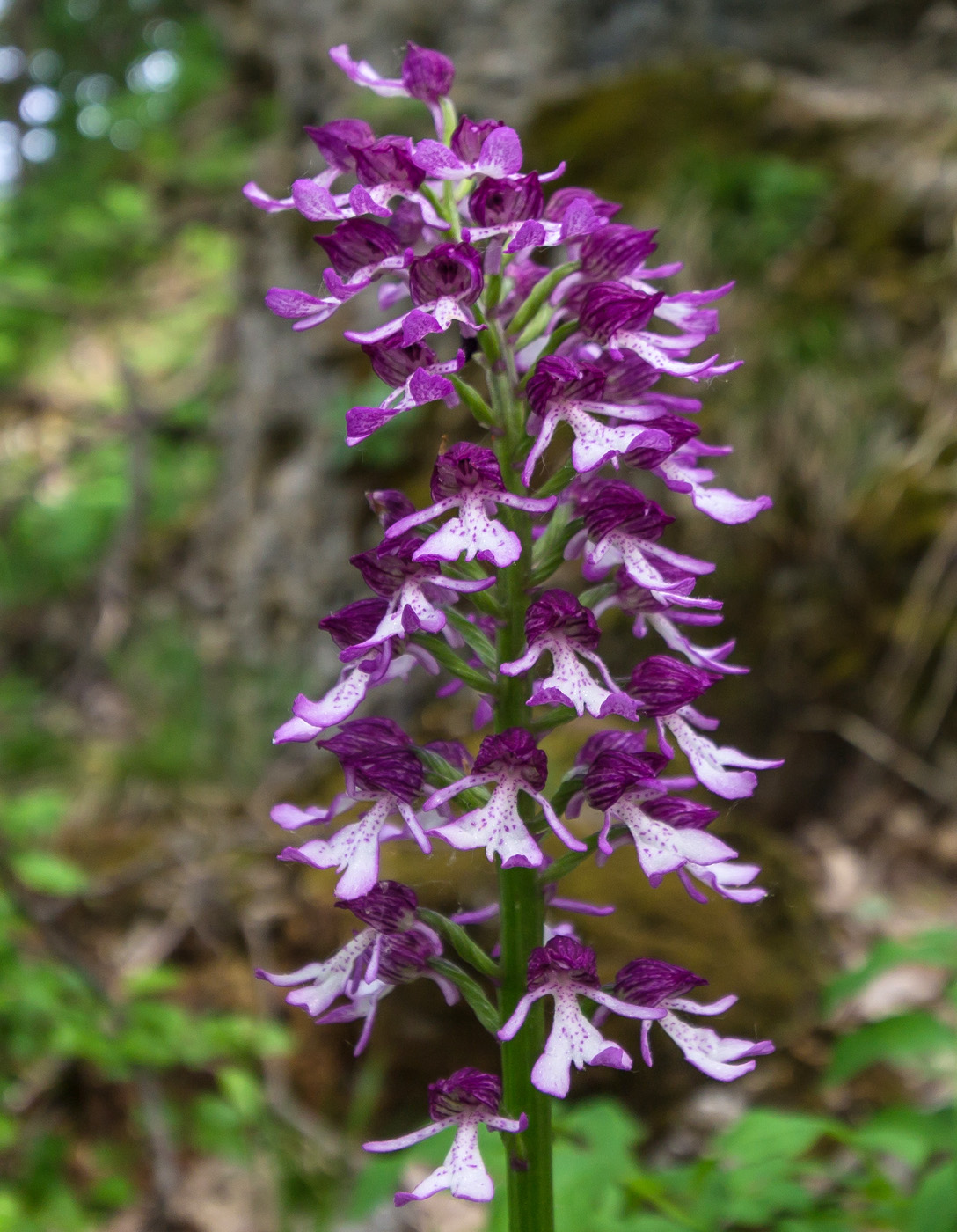 Изображение особи Orchis purpurea ssp. caucasica.