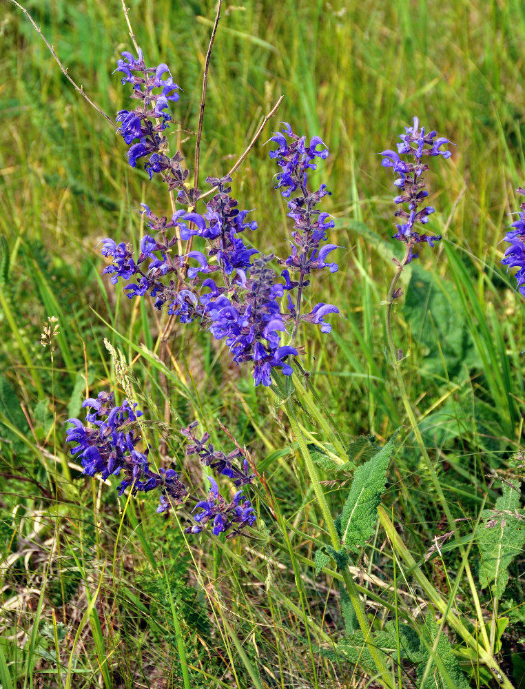 Изображение особи Salvia pratensis.