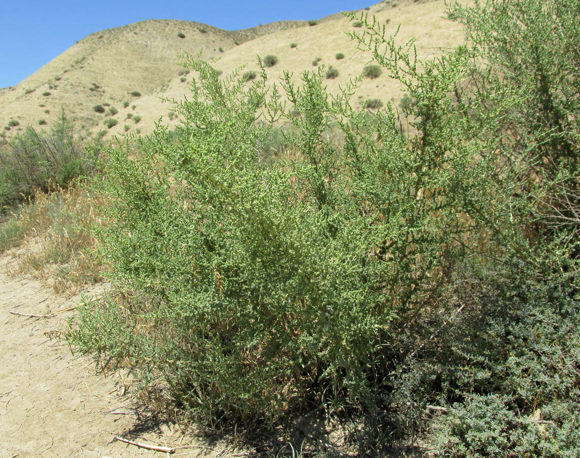 Изображение особи Salsola dendroides.