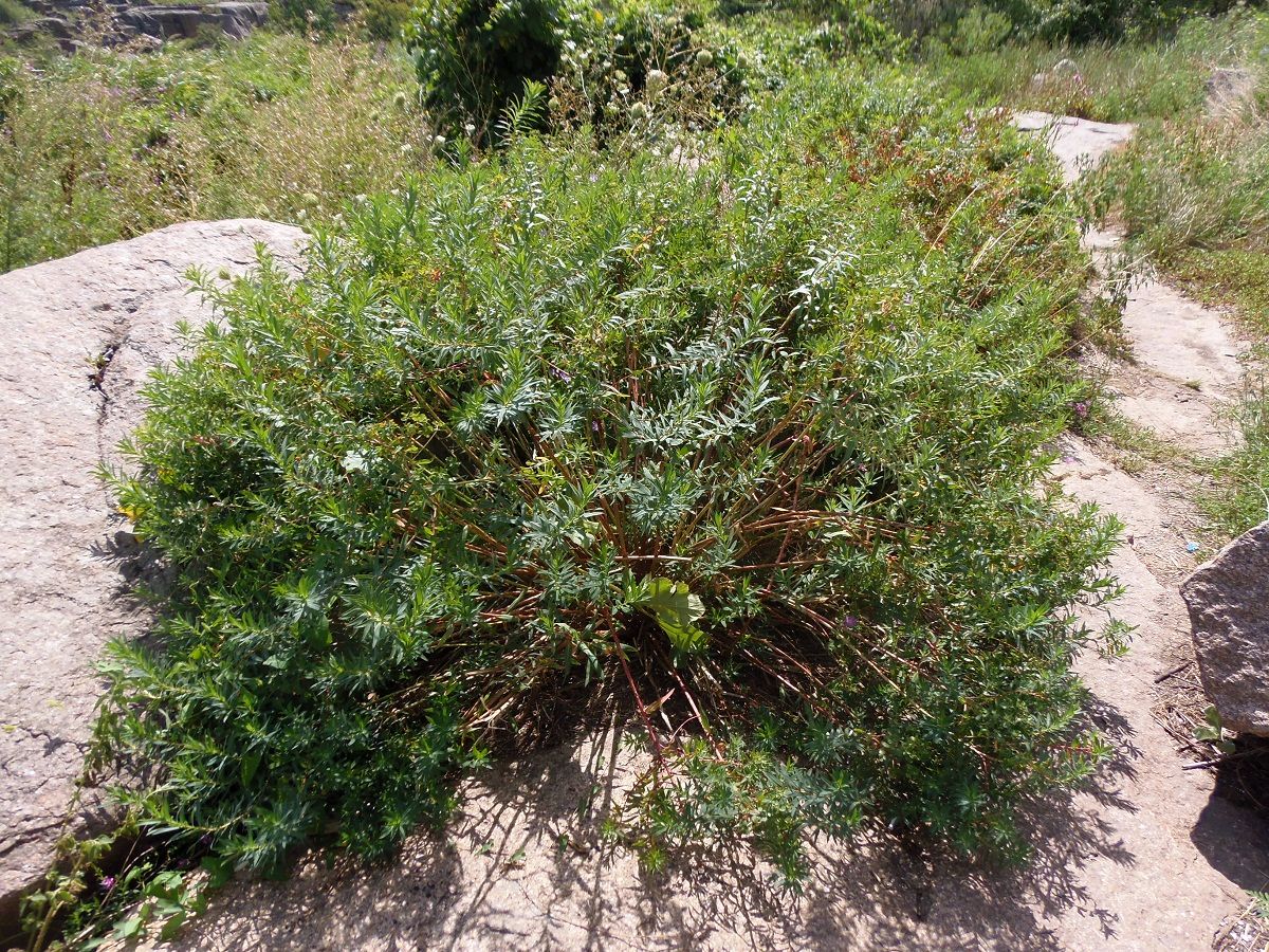 Image of Euphorbia semivillosa specimen.