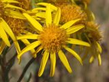 Senecio jacobaea. Соцветие. Магаданская обл., г. Магадан, на газоне. 03.09.2018.