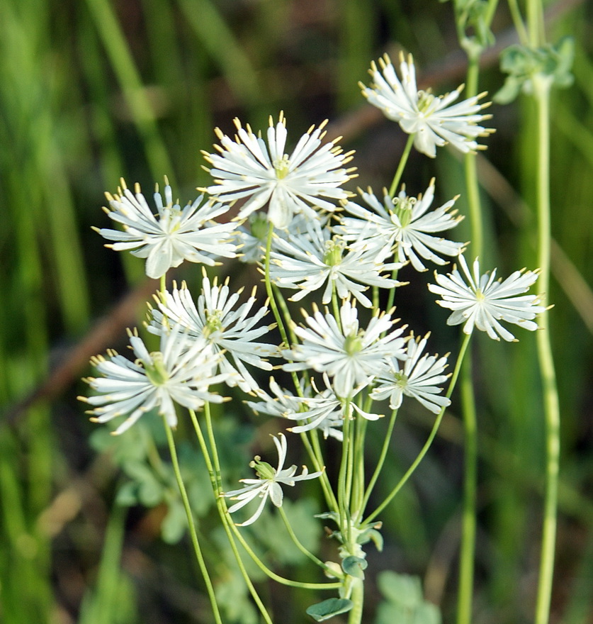 Изображение особи Thalictrum petaloideum.