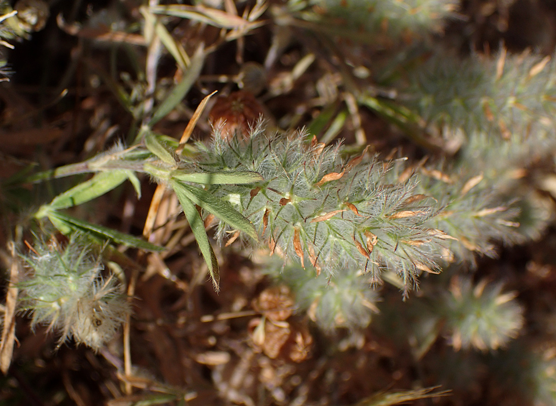 Image of Trifolium angustifolium specimen.