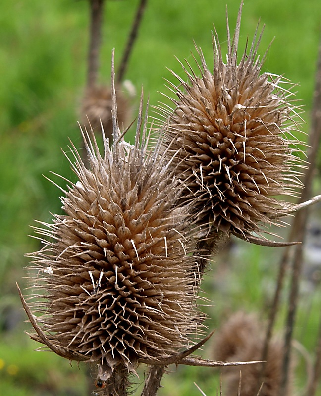 Изображение особи Dipsacus laciniatus.