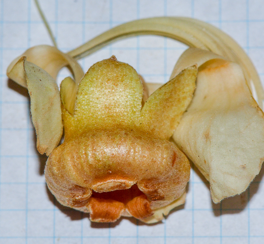 Image of Durio zibethinus specimen.