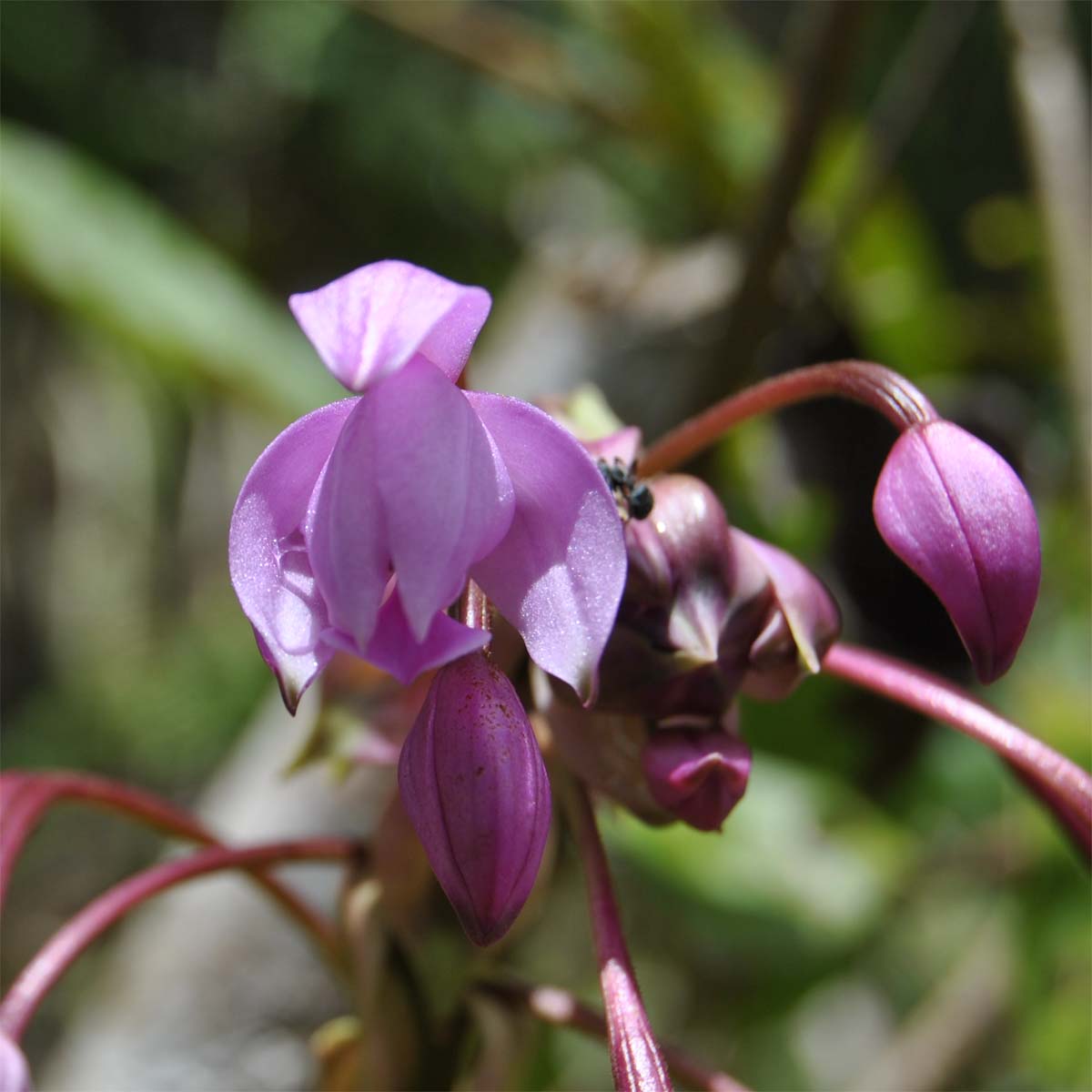 Image of Spathoglottis plicata specimen.