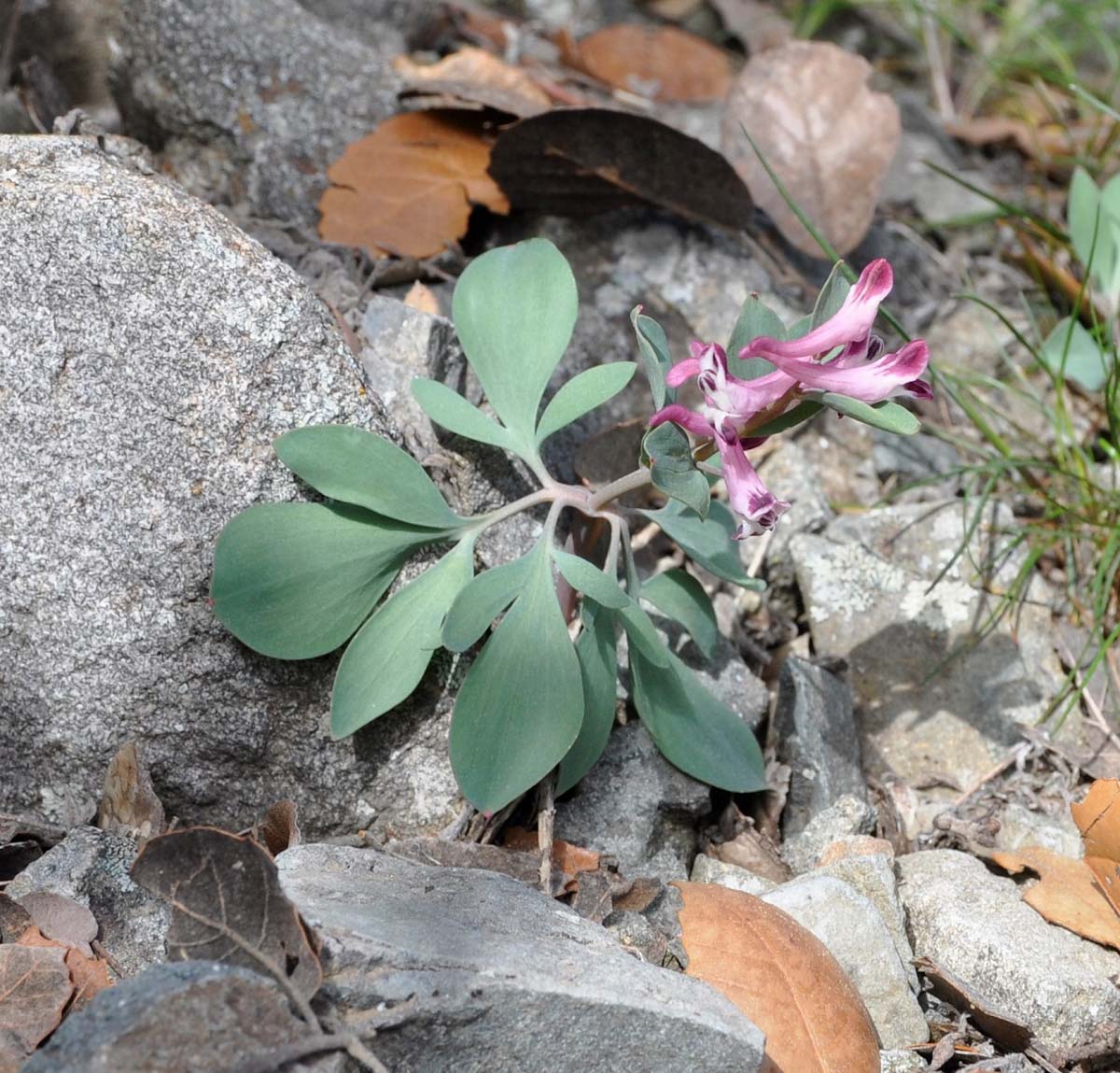 Image of Corydalis rutifolia specimen.