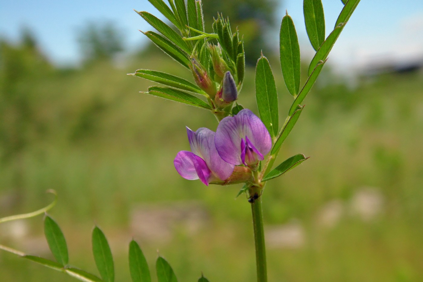 Изображение особи Vicia angustifolia.