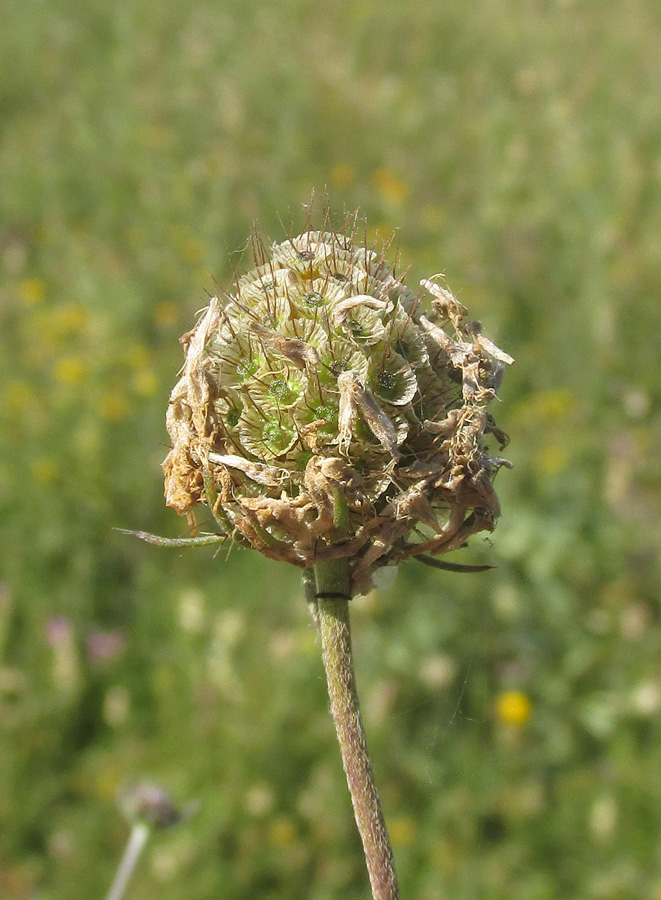 Image of Scabiosa bipinnata specimen.