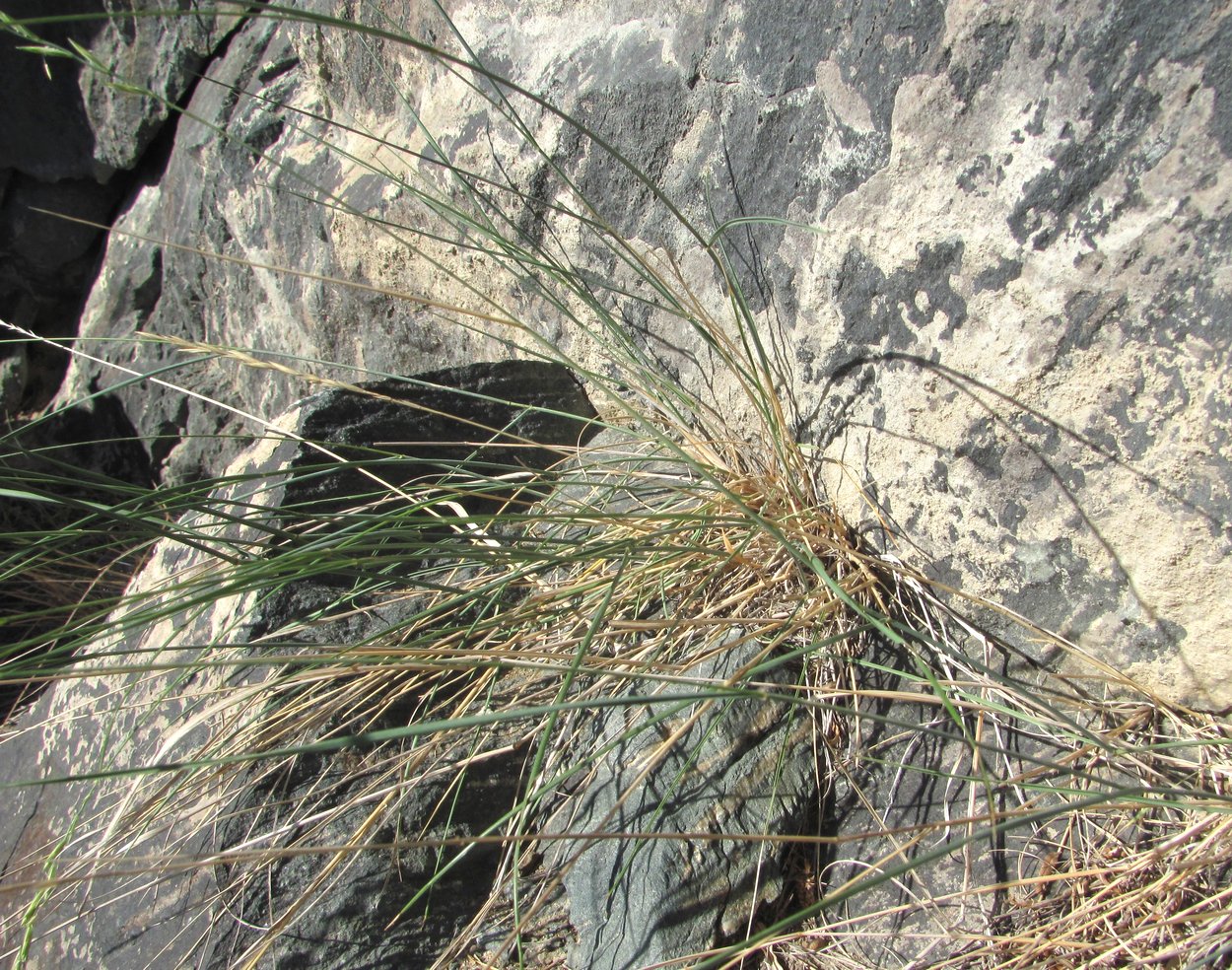 Image of Elytrigia gracillima specimen.