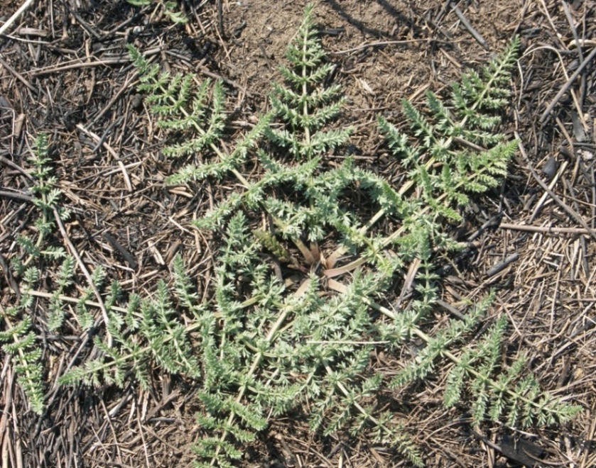 Image of Palimbia turgaica specimen.