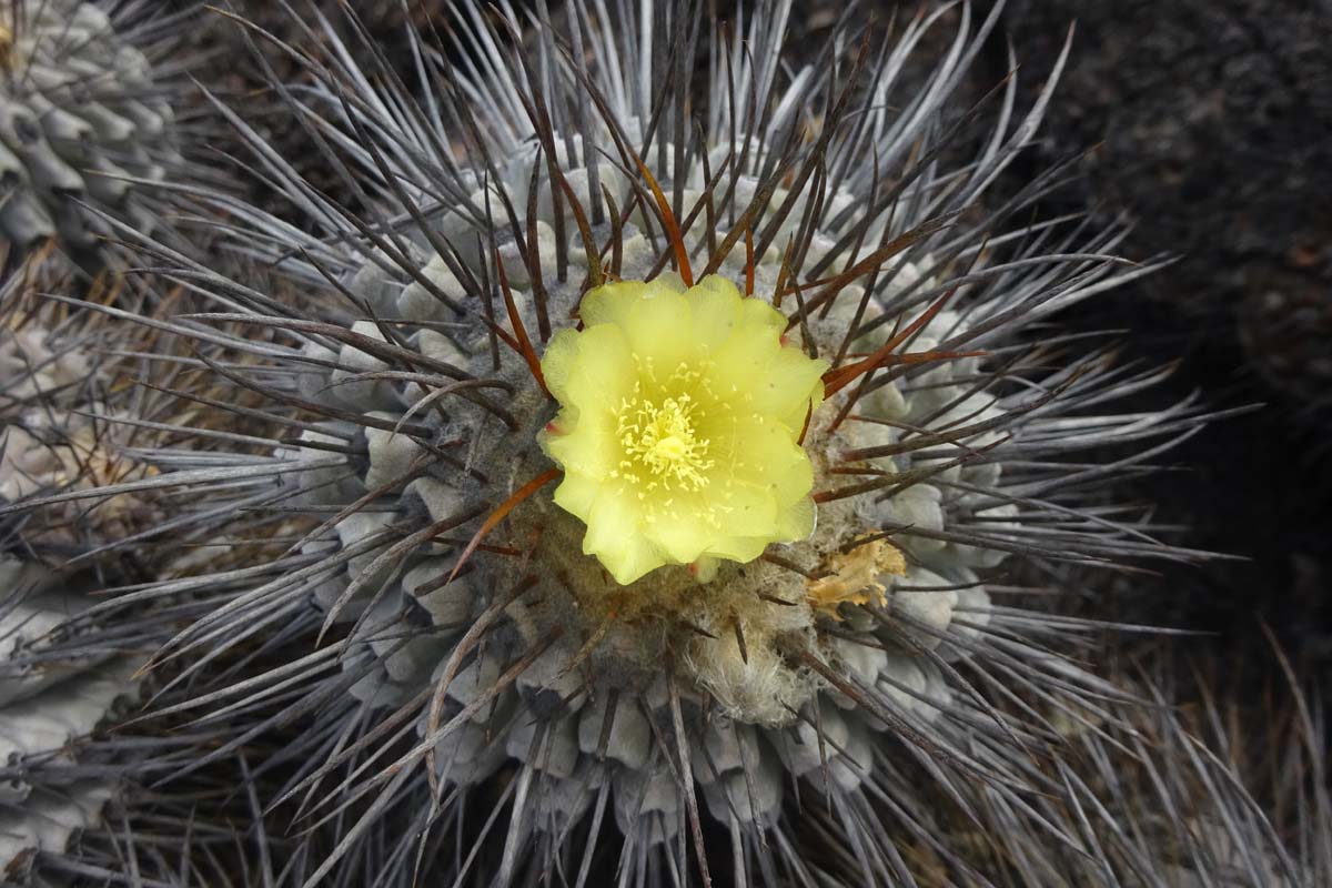 Изображение особи Copiapoa cinerea.