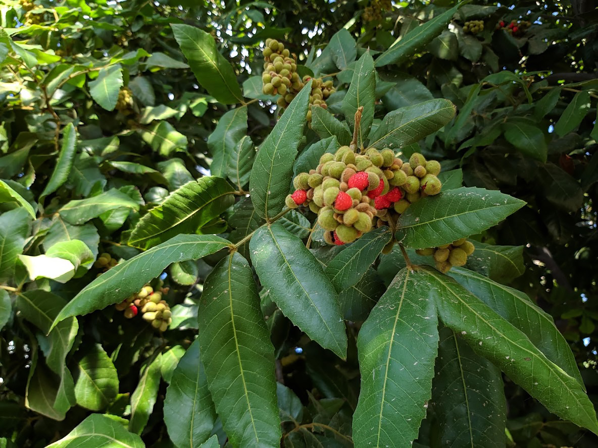 Image of Alectryon tomentosum specimen.