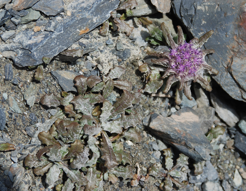 Image of Saussurea glacialis specimen.