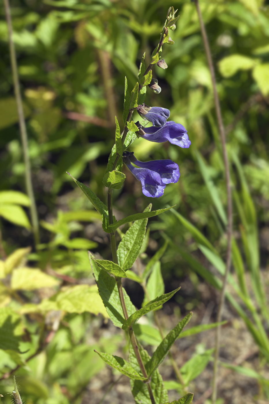 Изображение особи Scutellaria yezoensis.