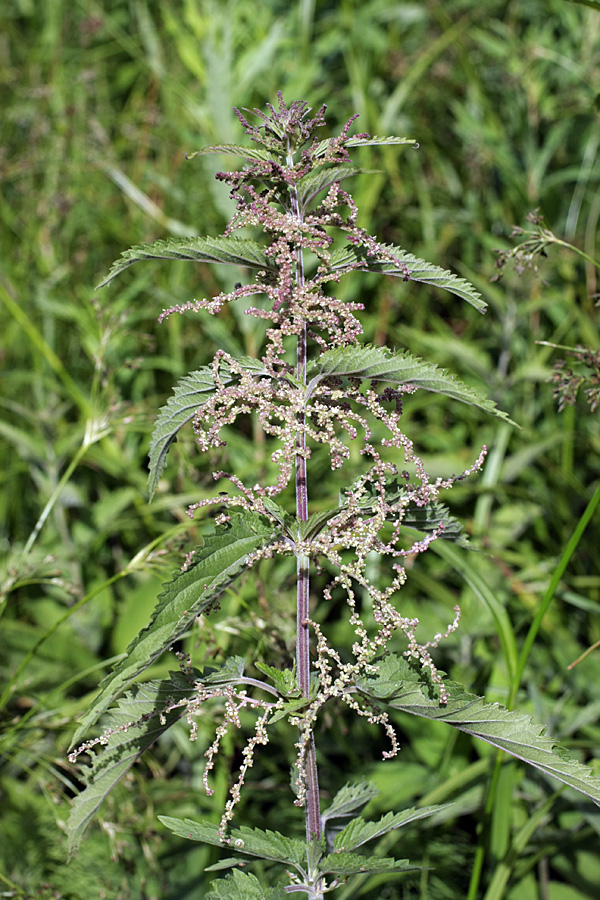 Image of Urtica dioica specimen.