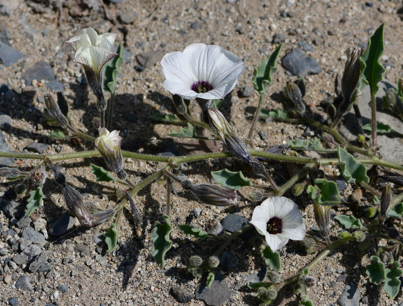 Image of Exodeconus maritima specimen.