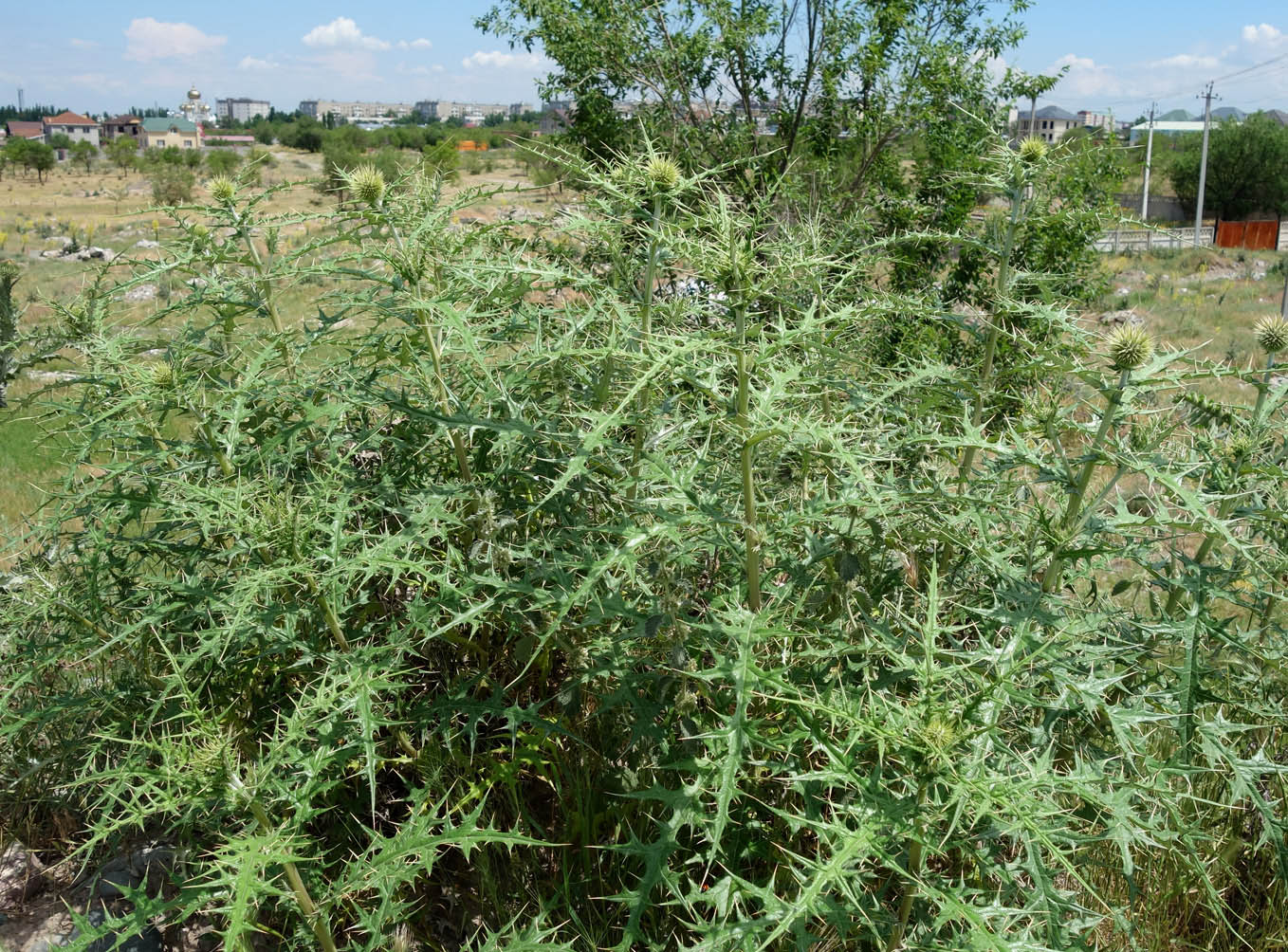 Image of Echinops maracandicus specimen.