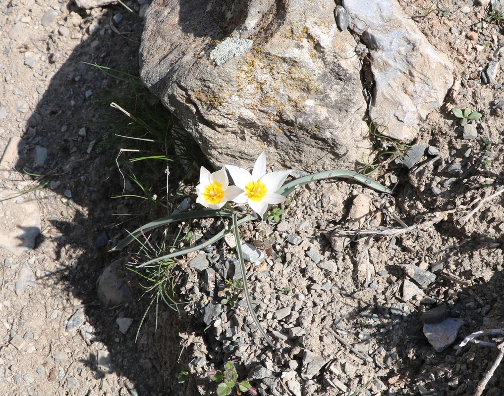 Image of Tulipa biflora specimen.