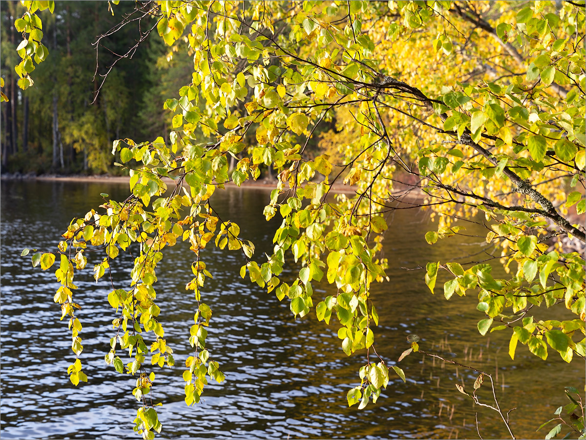 Изображение особи Betula pubescens.