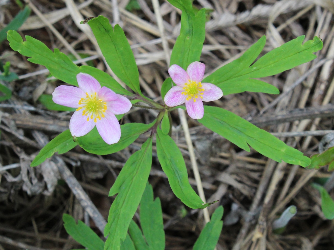 Изображение особи Anemone uralensis.