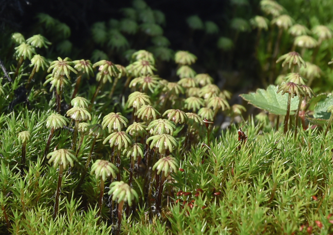 Изображение особи род Marchantia.