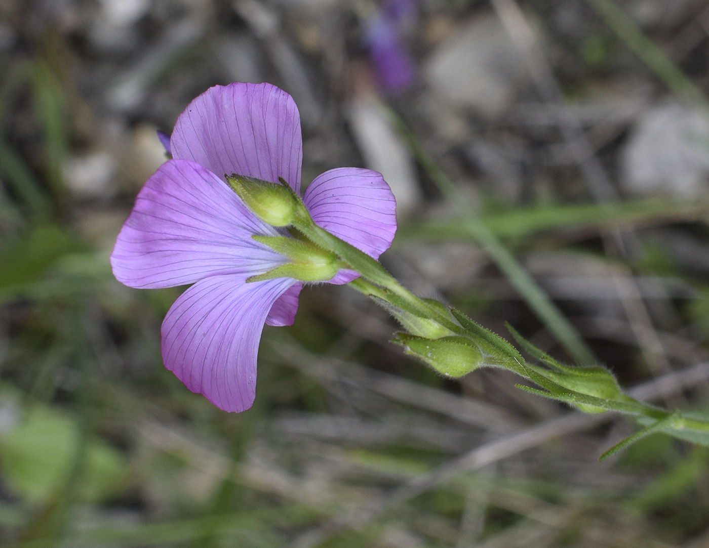 Image of Linum viscosum specimen.