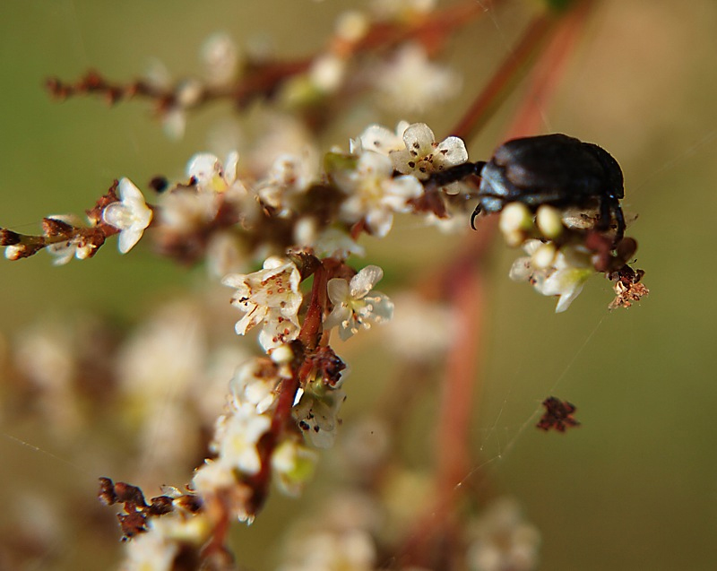 Image of genus Aconogonon specimen.