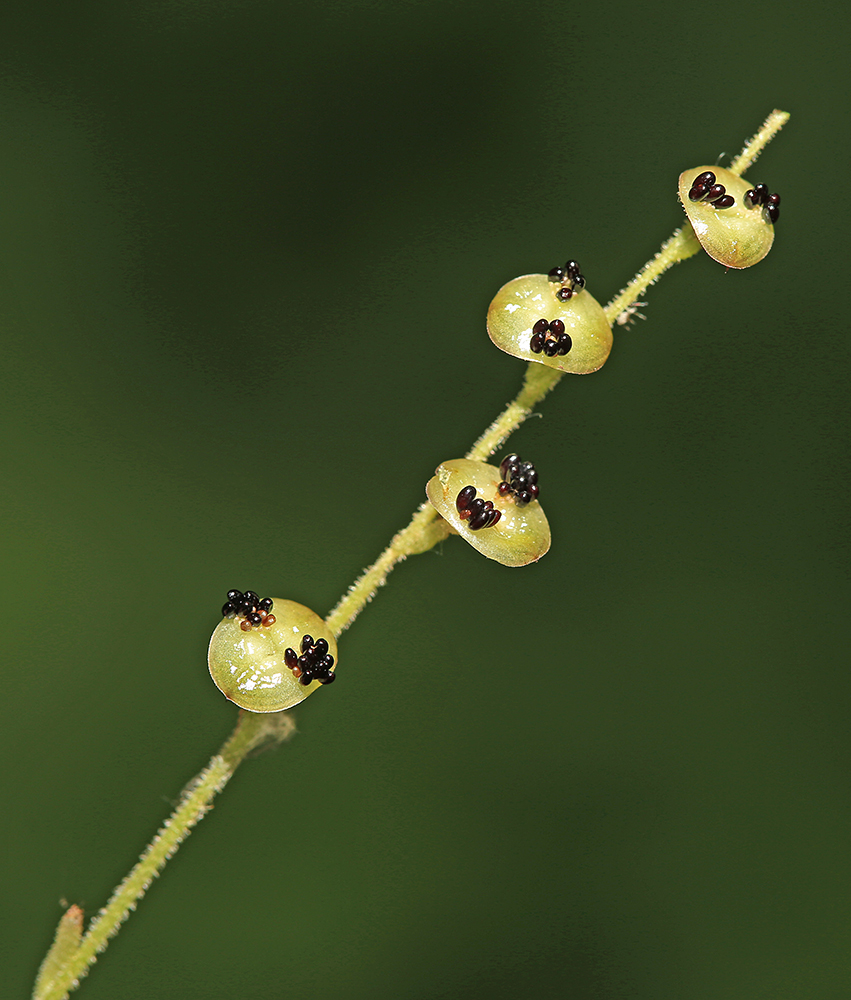 Image of Mitella nuda specimen.