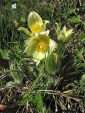 Pulsatilla orientali-sibirica. Цветущее растение. Финляндия, Хельсинки, ботанический сад \"Kaisaniemi\", в культуре. 8 мая 2009 г.