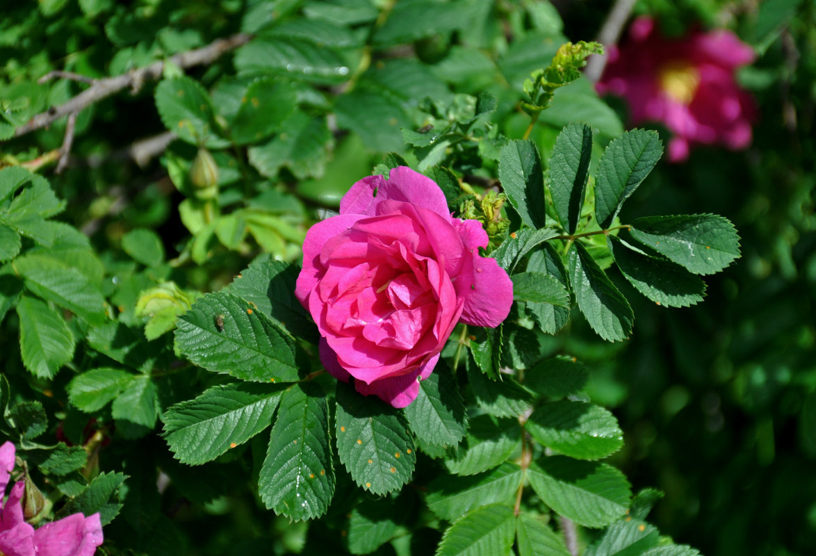 Изображение особи Rosa rugosa.