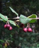 Cotoneaster melanocarpus. Часть побега с незрелыми плодами. Магаданская обл., г. Магадан, мкр-н Снежная Долина, бывшая ЛОС (Лесная опытная станция). 30.08.2020.