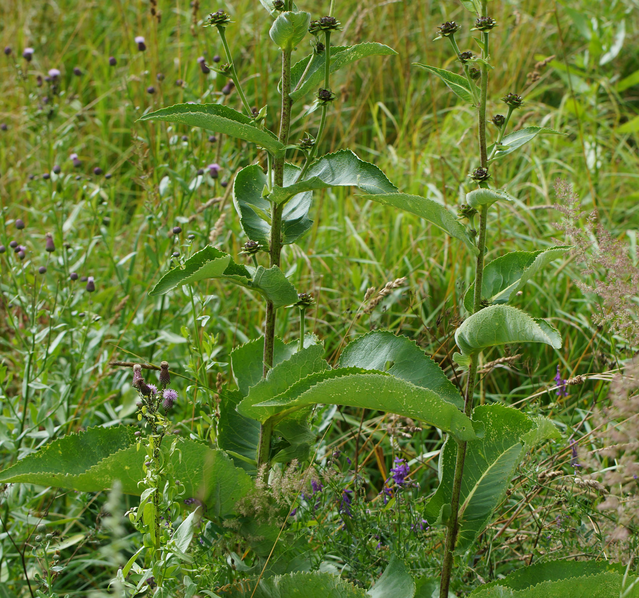 Image of Inula helenium specimen.