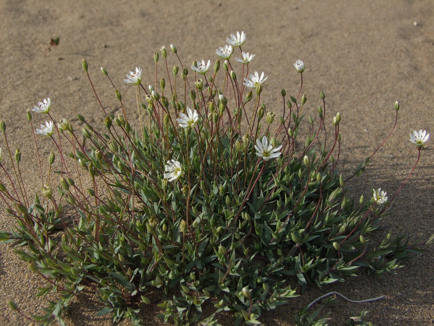 Image of Stellaria fischeriana specimen.