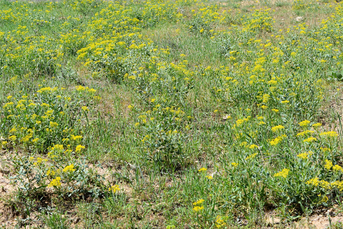 Image of Haplophyllum perforatum specimen.