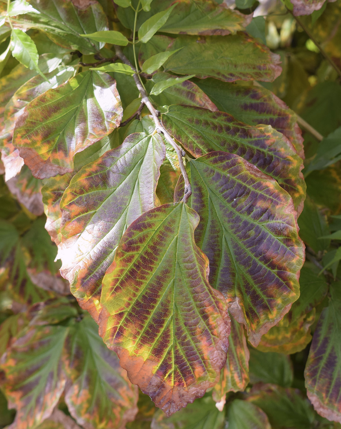 Изображение особи Parrotia persica.