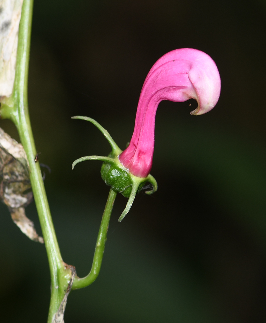 Image of Centropogon urubambae specimen.