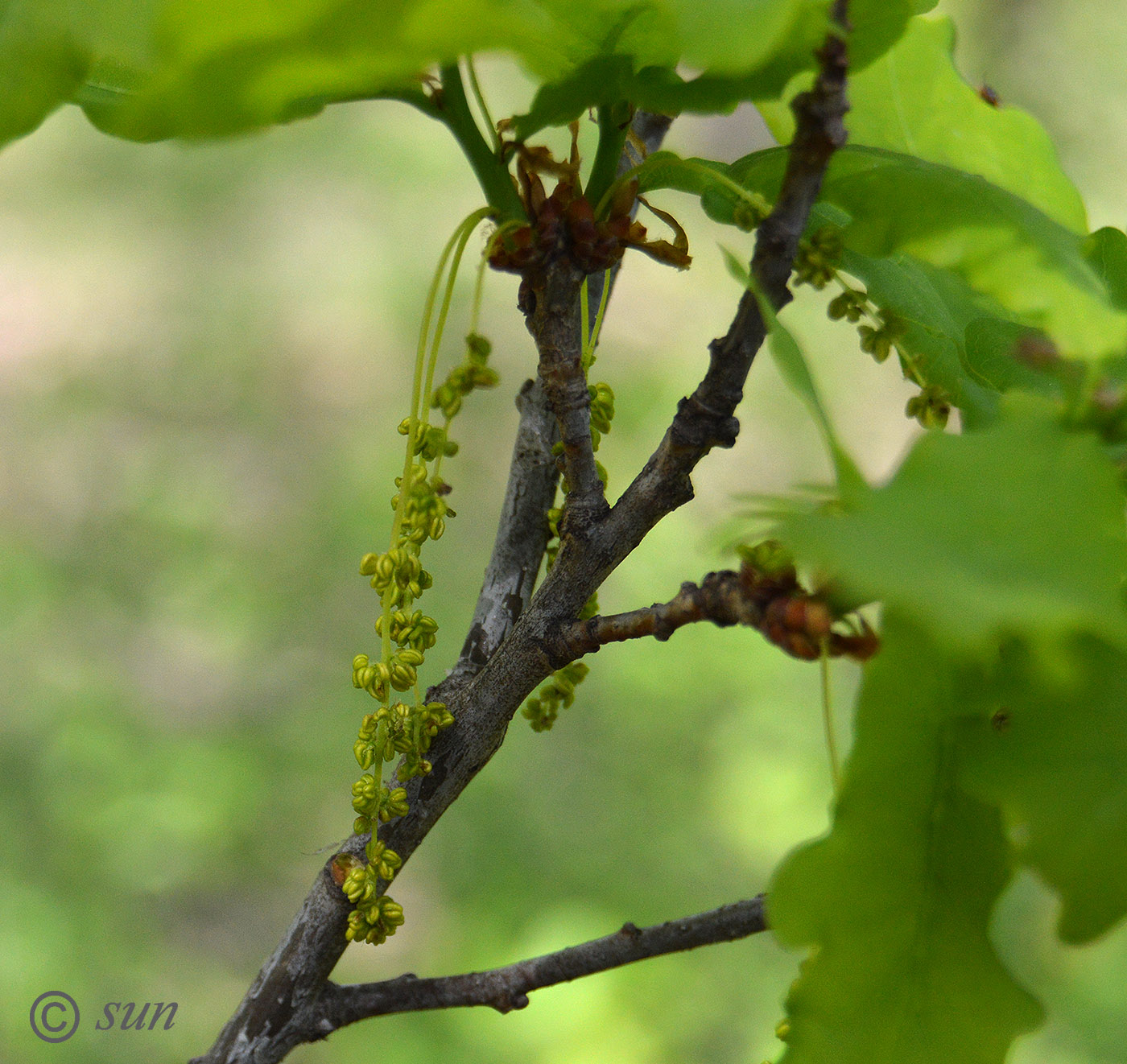 Изображение особи Quercus robur.