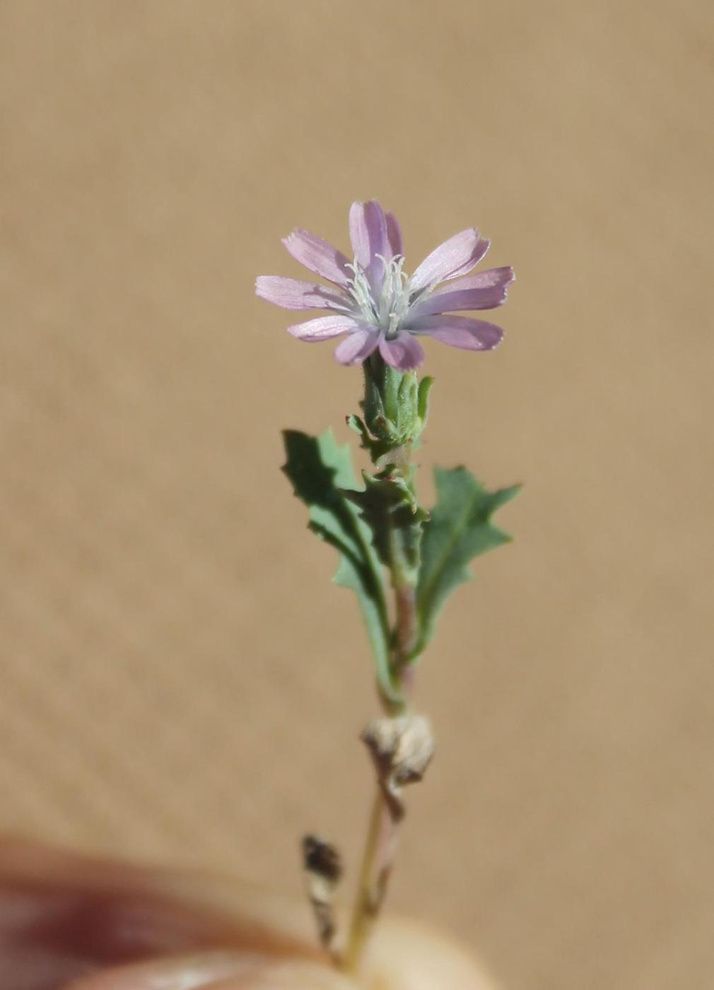 Image of Lactuca undulata specimen.