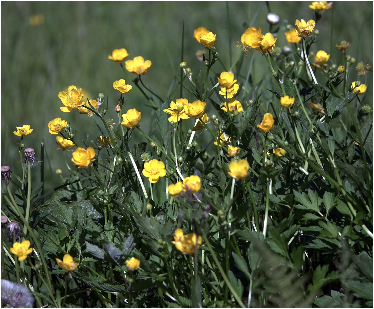 Image of Ranunculus repens specimen.