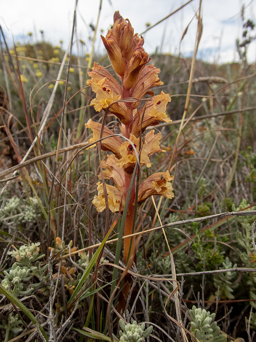 Image of Orobanche alba specimen.