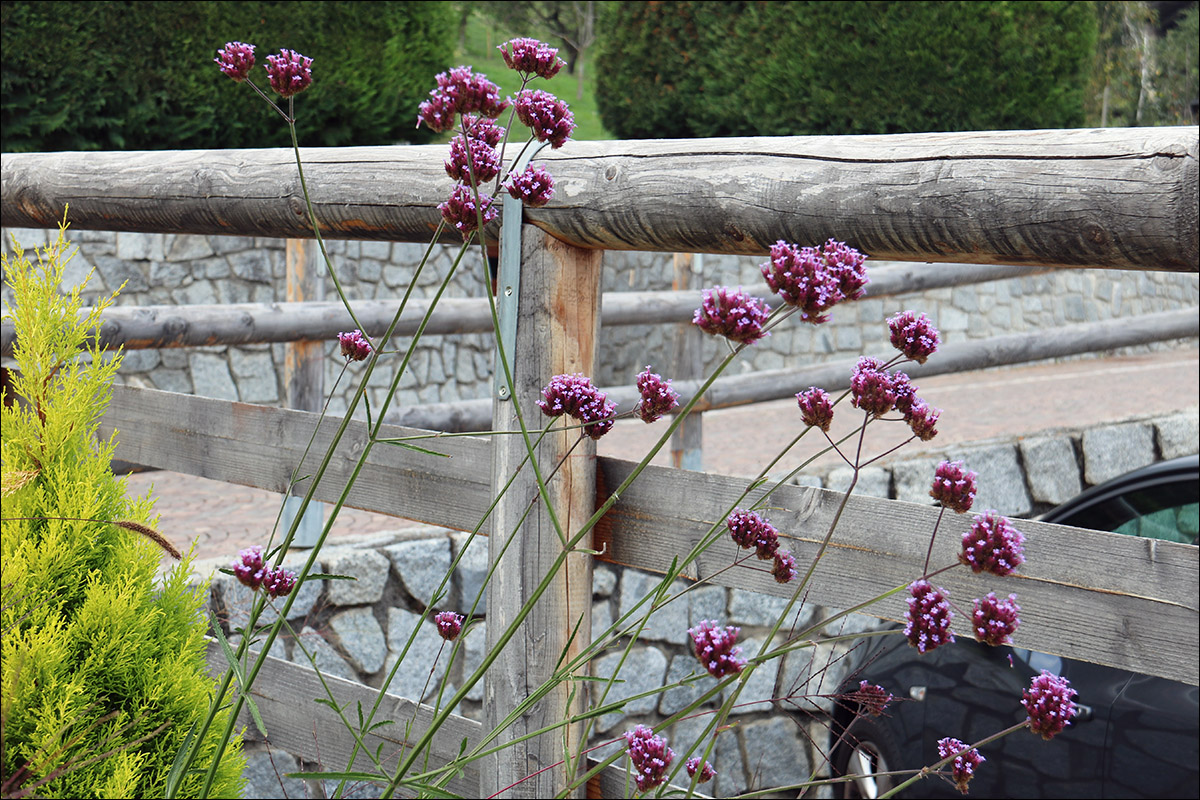 Image of Verbena bonariensis specimen.