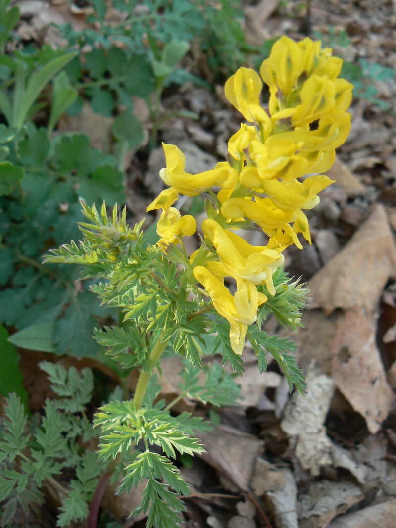 Image of Corydalis speciosa specimen.