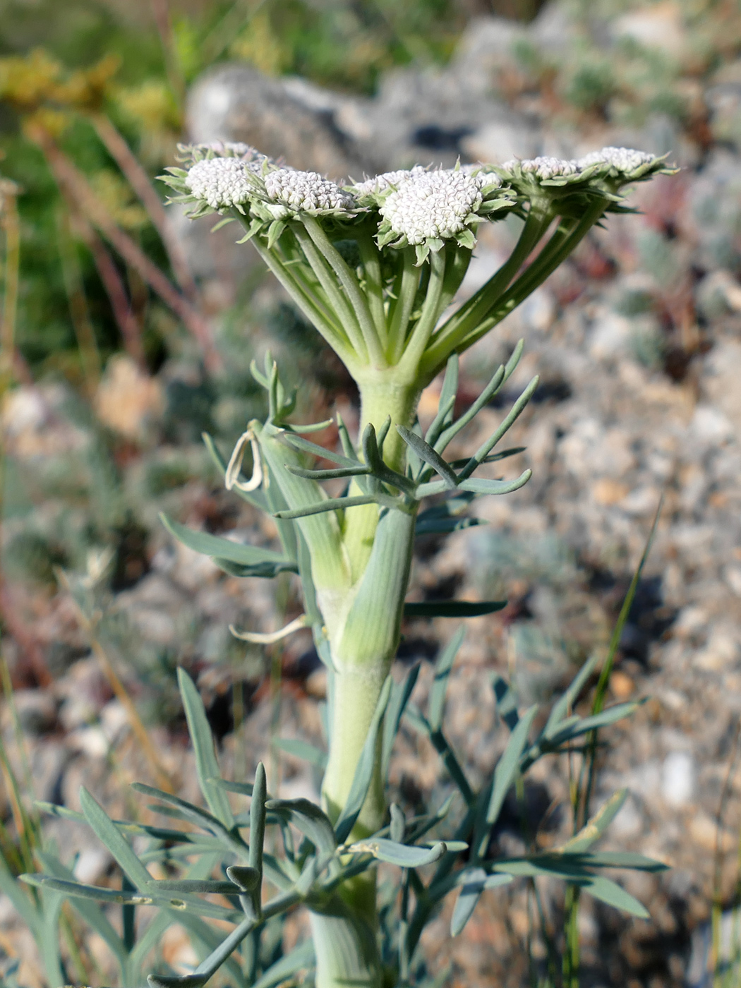 Image of Seseli gummiferum specimen.